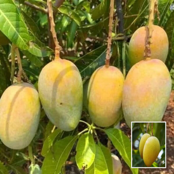 All Time Vastara Mango - Grafted Plant