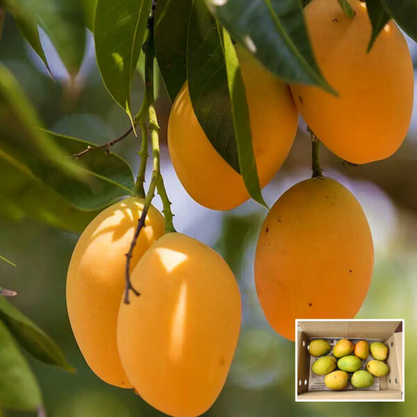 Alphanso mango - Grafted plant