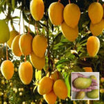 Amrapali Mango Plant - Buy Online at Green Glow Nursery