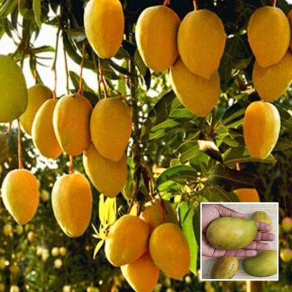Amrapali Mango - Grafted Plant