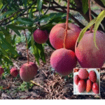 Apple Mango Plant - Buy Online at Green Glow Nursery