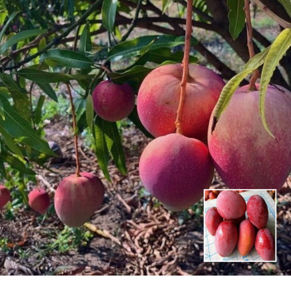 Apple Mango - Exotic Plant