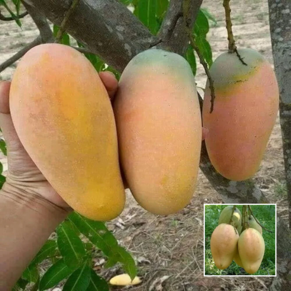 Bari 11 mango - Grafted mango plant