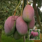 Bari 13 Mango Plant - Buy Online at Green Glow Nursery