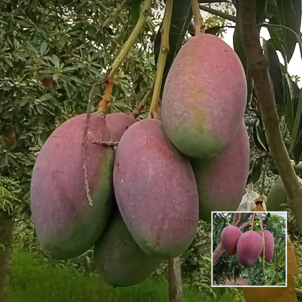 Bari 13 Mango - Grafted Mango