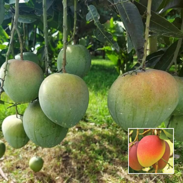 Bari 4 mango - Grafted plant