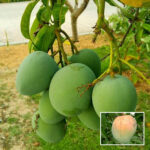 Bombay Mango Plant - Buy Online at Green Glow Nursery