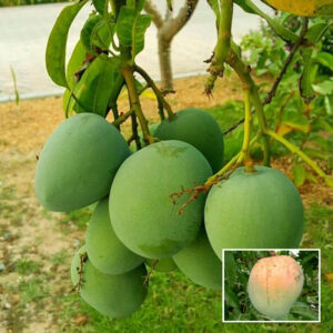 Bombay Mango - Fully Grafted