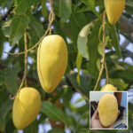 Chausa Mango Plant - Buy Online at Green Glow Nursery