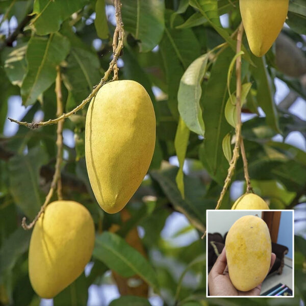 Chausa Mango - Grafted Plant