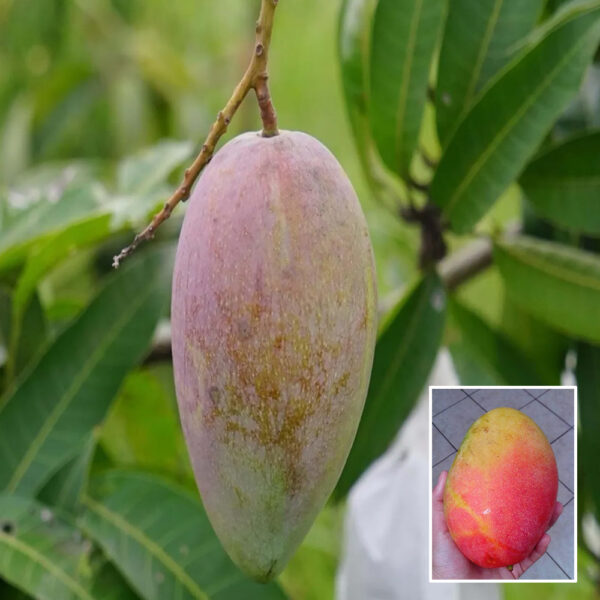 Gulab Khas Mango - Grafted Plant