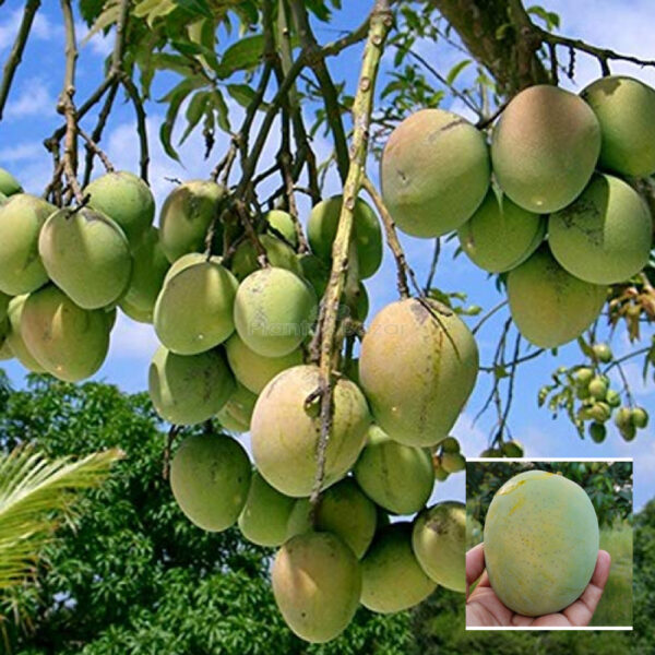 Himsagar Mango - Grafted Plant