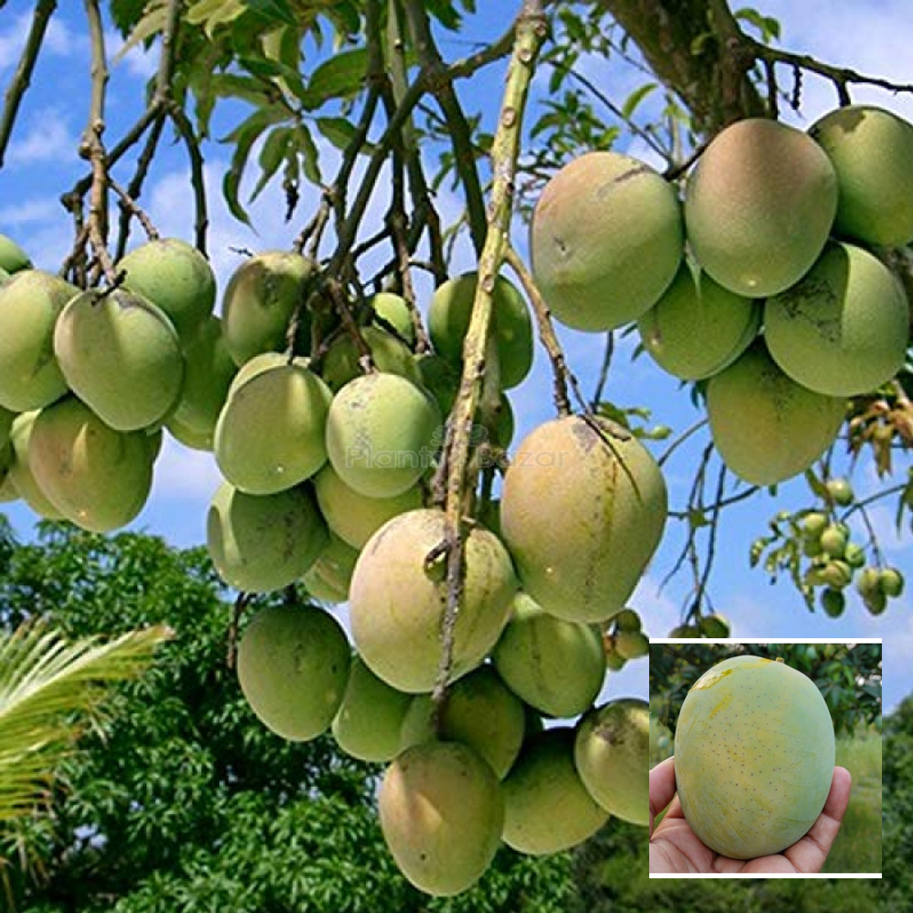 Himsagar 1