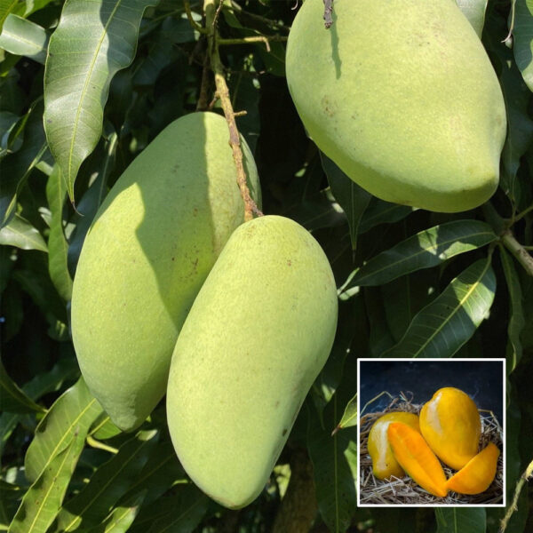 Kalapahar Mango - Exotic Plant