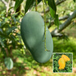 Mallika Mango Plant - Buy Online at Green Glow Nursery