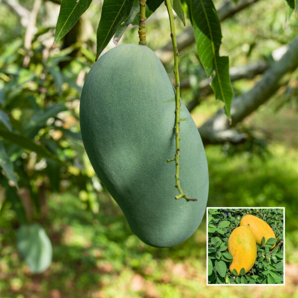 Mallika Mango - Grafted Plant