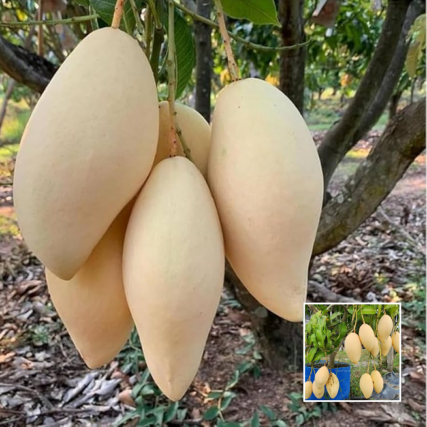 Thai Namdokmai Mango - Exotic Plant