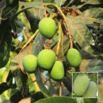 Nangra Mango Plant - Buy Online at Green Glow Nursery