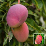 Red Palmer Mango Plant - Buy Online at Green Glow Nursery