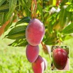 Sensation Mango Plant - Buy Online at Green Glow Nursery