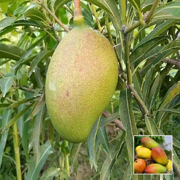 Suvarnarekha Mango - Fully Grafted