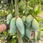 Thai 3 Taste Mango Plant - Buy Online at Green Glow Nursery