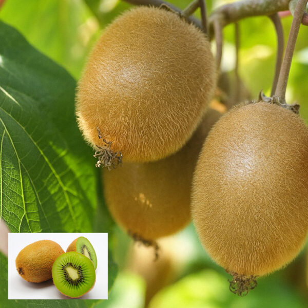 Kiwi - Grafted Plant
