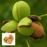 Walnut (Akhrot) Plant - Buy Online at Green Glow Nursery