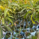Miyazaki Mango Plant - Grafted - Buy Online at Green Glow Nursery
