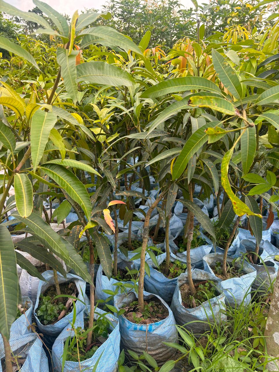 Miyazaki Mango Plant - Grafted - Buy Online at Green Glow Nursery