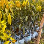 Miyazaki Mango Plant - Grafted - Buy Online at Green Glow Nursery