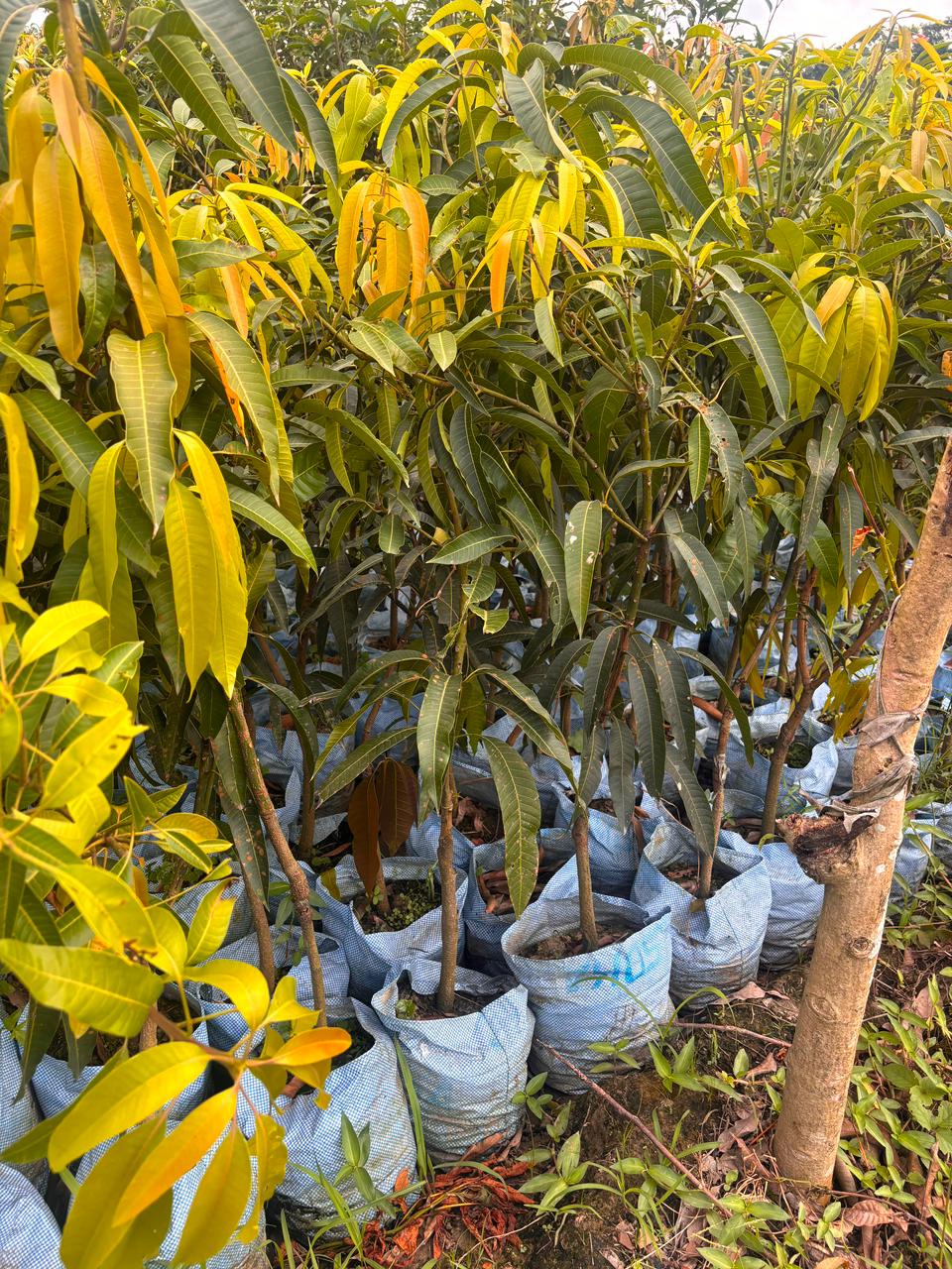 Miyazaki Mango Plant - Grafted - Buy Online at Green Glow Nursery