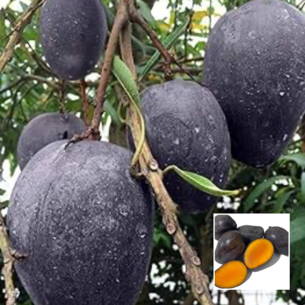 Black Stone Mango - Exotic plant