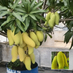 Thai Banana Mango Plant - Buy Online at Green Glow Nursery
