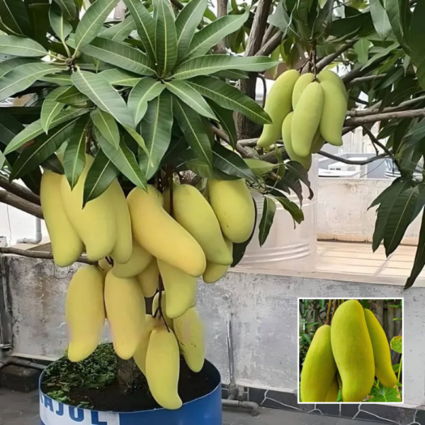 Thai Banana Mango - Exotic plant