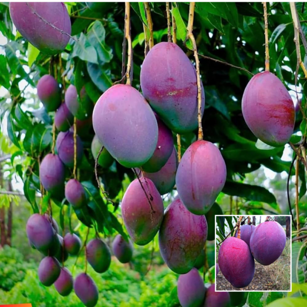 Blue Purple Mango - Exotic Plant