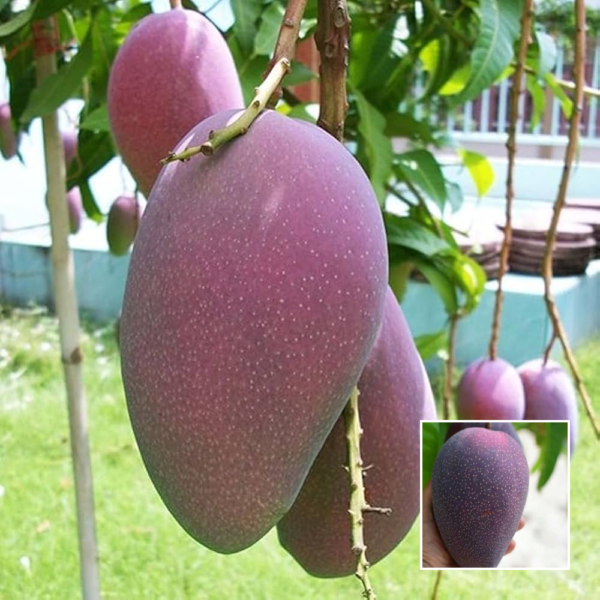 Thai BN7 Mango - Grafted Plant