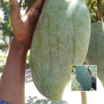 Thai Bronai King Mango Plant - Buy Online at Green Glow Nursery