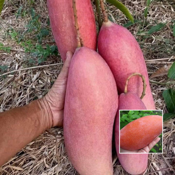 Thai Changmai Mango - Exotic Plant