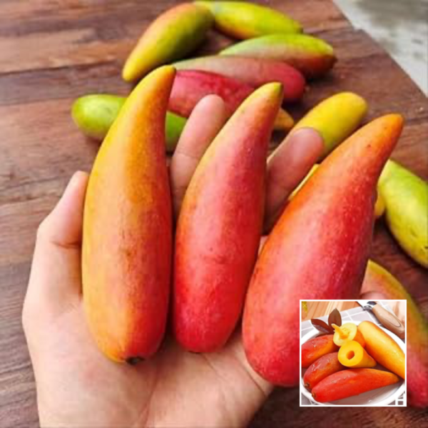 Chili Mango - Exotic Plant