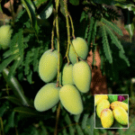 Dasheri Mango Plant - Buy Online at Green Glow Nursery