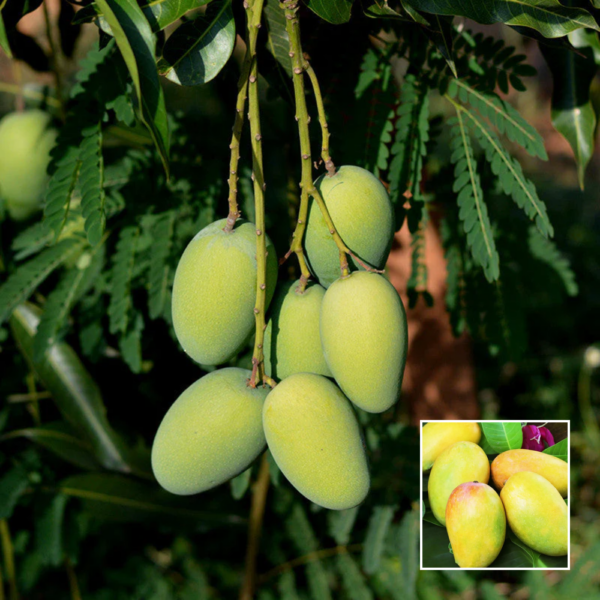 Dasheri Mango - Grafted Plant