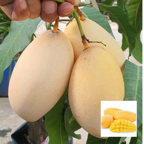 Golden Dogmoi Mango - Exotic Plant