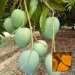 Himsagar Mango Plant - Buy Online at Green Glow Nursery