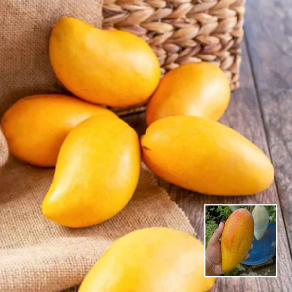 Honey Dew Mango - Exotic Plant