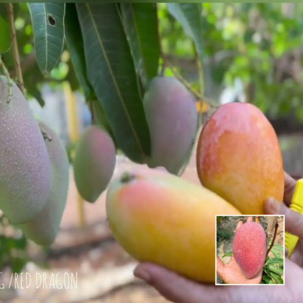 Hong Siang Red Dragon Mango