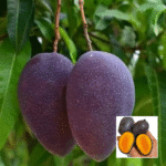 Black Kasturi Mango Plant - Buy Online at Green Glow Nursery