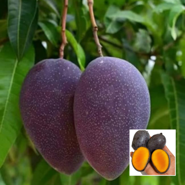Black kasturi mango - Grafted plant