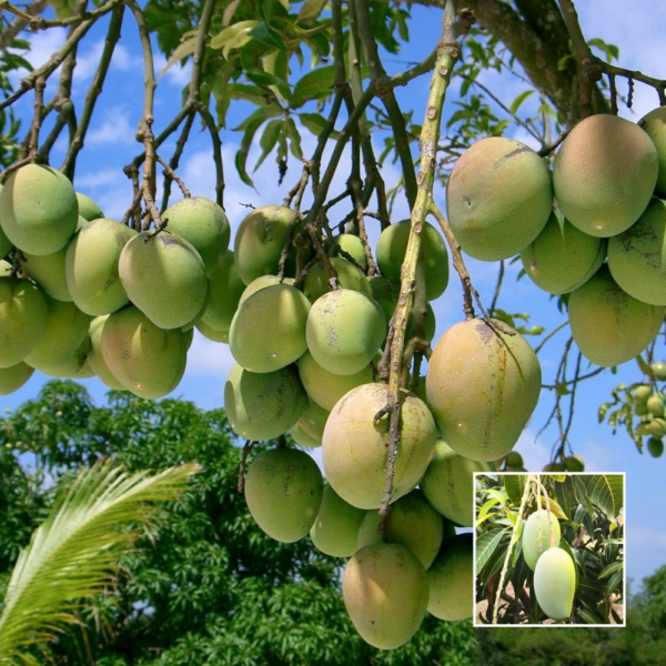 Kesar Mango - Grafted Plant