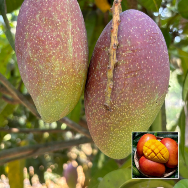 King of Chakapat Mango - Grafted